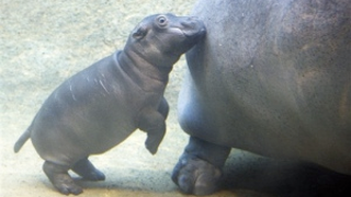 Berlin Gets Baby Hippo • Headbanging Can Seriously Hurt